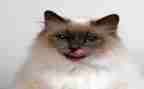 靳以的猫的读后感200字推荐8篇