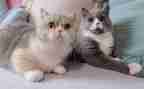 靳以的猫的读后感200字模板5篇