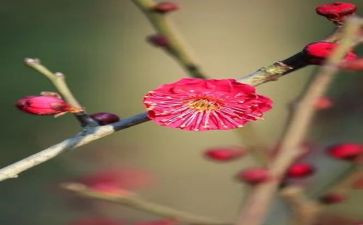 写梅作文7篇