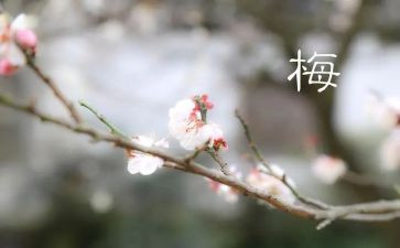 梅作文300字通用7篇