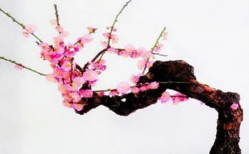 由梅联想的作文8篇