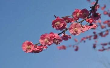 张桂梅学习心得体会8篇