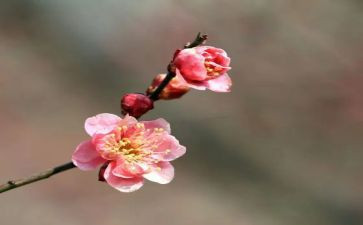 梅兰花作文模板5篇
