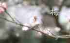 梅作文300字通用7篇