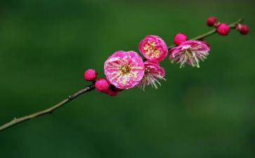梅花作文600字优质5篇