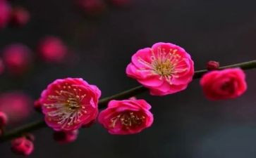 梅花颂作文500字8篇