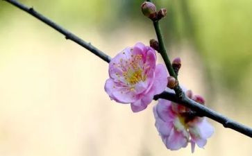 梅花魂读后感作文6篇