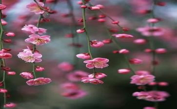 梅花魂的读后感推荐7篇