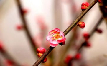 梅花魂的读后感模板7篇