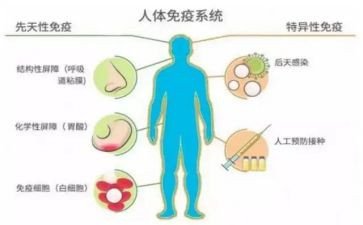 关于免疫的工作计划7篇