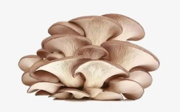 中班干蘑菇教案6篇