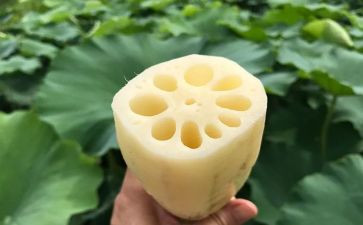 莲和藕教案推荐8篇
