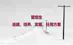 名师双培养工作计划5篇