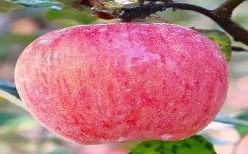 苹果的活动策划5篇