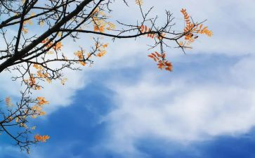 幼儿中秋节活动策划推荐6篇