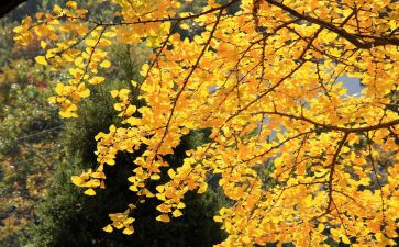 中秋节教师节作文模板5篇