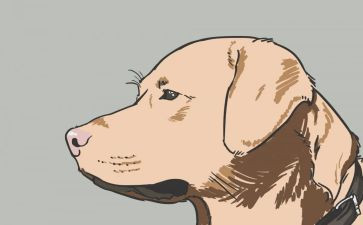 犬只宣传工作总结优秀7篇