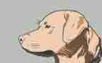 犬只宣传工作总结6篇