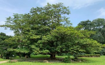镇植树活动总结优秀5篇