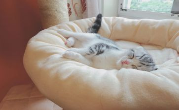 幼儿园小班小猪睡觉教案5篇