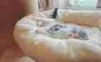 幼儿园小班小猪睡觉教案5篇