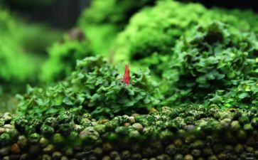 苔的教学教案精选6篇