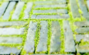 苔的材料作文最新6篇