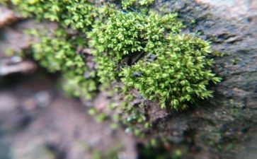 古诗苔的读后感最新8篇