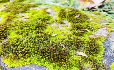 苔古诗教案参考7篇