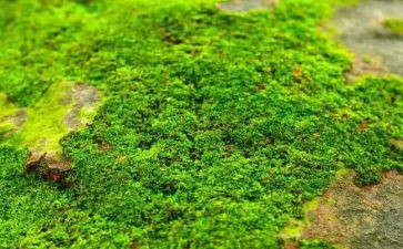 苔的教学教案优质6篇