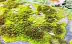 苔古诗教案参考7篇