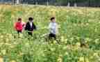 幼儿园清明踏青活动方案5篇