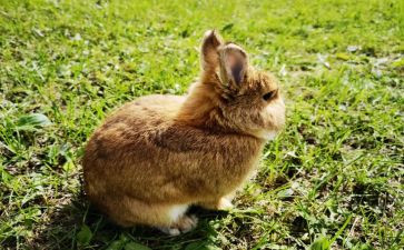 兔子作文作文优秀8篇