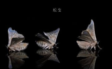 2024蜕变观后感5篇