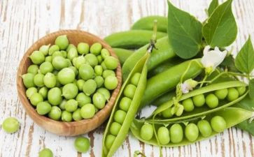 豌豆豆的作文最新8篇