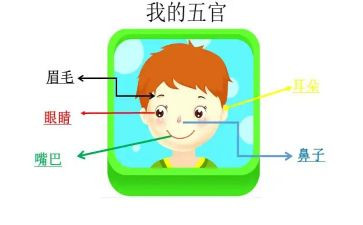 小班我的五官教案7篇