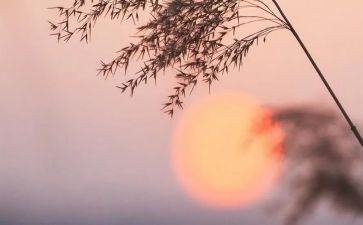祥子读后感五百字7篇