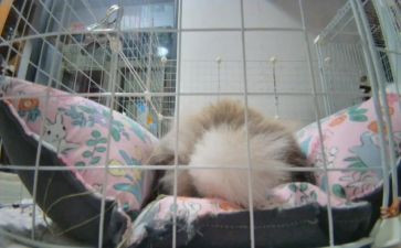 小尾巴教学反思通用5篇