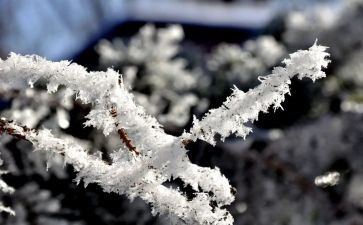 关于校园的雪的作文精选5篇