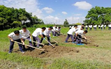 小学农训心得体会7篇