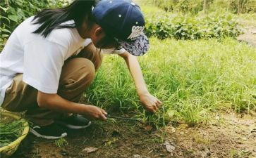 小学农训心得体会最新6篇