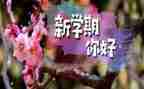 学期自我总结优秀6篇