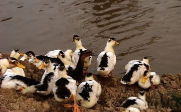 抓鸭子作文优秀6篇