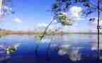 写枫叶的作文300字作文6篇