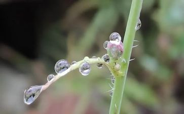 小学生描写雨的作文最新5篇