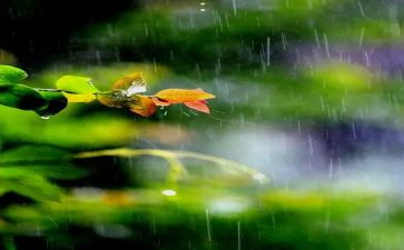 春雨的作文优质6篇