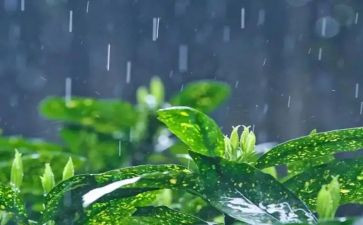 关于雨的活动总结模板8篇