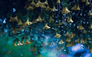 关于暴雨的作文8篇