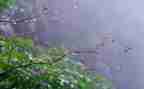 写春雨的作文通用5篇