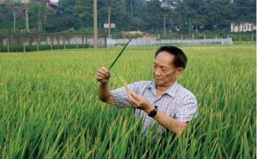 与袁隆平的作文参考8篇